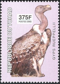 Rüppell's Vulture (Gyps rueppellii)