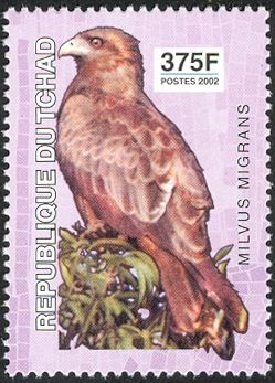 Black Kite (Milvus migrans)