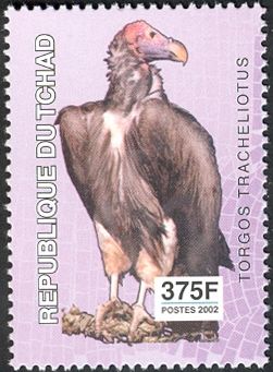 Lappet-faced Vulture (Torgos tracheliotos)
