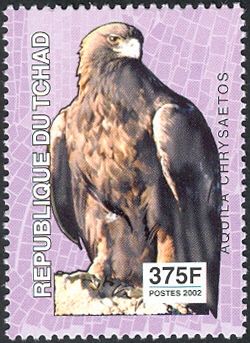 Golden Eagle (Aquila chrysaetos)