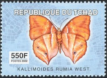 African Leaf Butterfly (Kallimoides rumia)