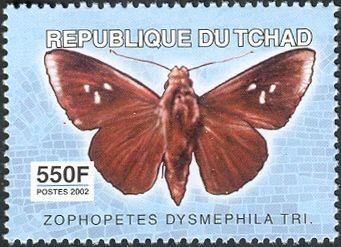 Palm-tree Nightfighter (Zophopetes dysmephila)