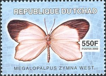 Common Harvester (Megalopalpus zymna)