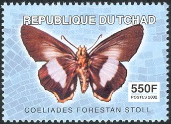Striped Policeman (Coeliades forestan)