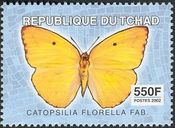 African Migrant (Catopsilia florella)