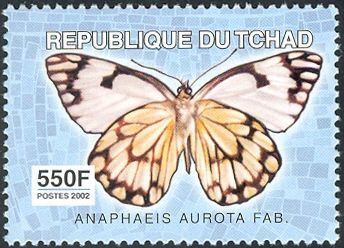 African Caper White (Anaphaeis aurota)