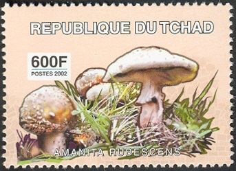 Amanita rubescens