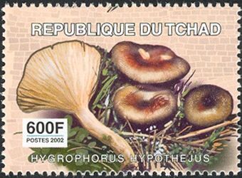 Hygrophorus hypothejus