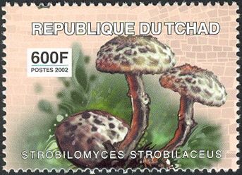 Strobilomyces strobilaceus