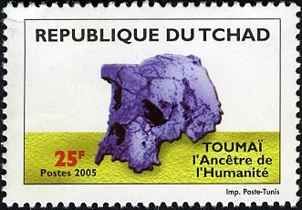 Toumai skull