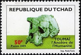 Toumai skull