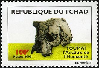 Toumai skull