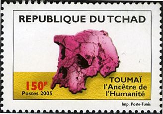Toumai skull