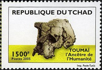 Toumai Skull