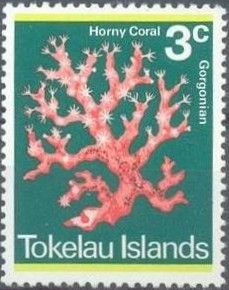 Horny Coral (Gorgonia sp.)