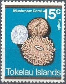 Mushroom Coral (Fungia fungites)