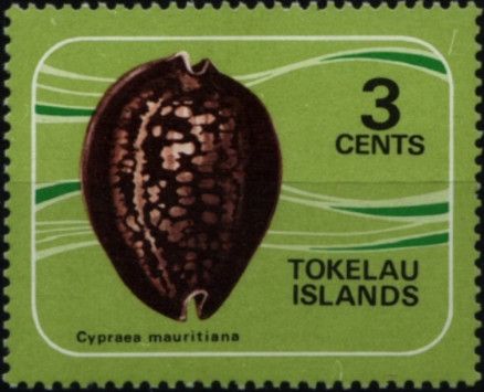 Chocolate Cowry (Cypraea mauritiana)