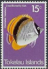 Lined Butterflyfish (Chaetodon lineolatus)