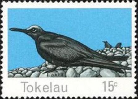 Black Noddy (Anous minutus)
