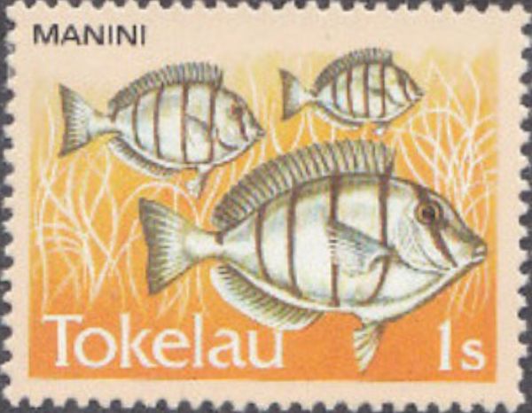 Manini - Convict Surgeonfish (Acanthurus triostegus)