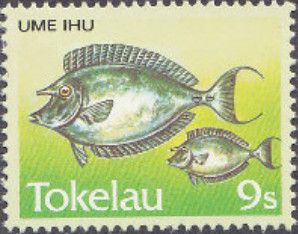 Ume Ihu - Bluespine Unicornfish (Naso unicornis)
