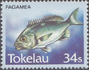 Fagamea - Two-spot Red Snapper (Lutjanus bohar)