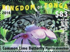 Common Lime Butterfly (Papilio demoleus)