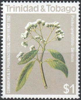 Gerritoute (Pluchea symphytifolia)