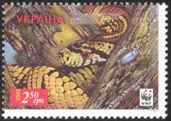 Leopard Snake (Elaphe situla)