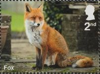 Fox