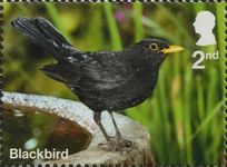 Blackbird