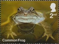 Common Frog