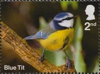 Blue Tit
