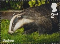 Badger