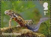 Smooth Newt