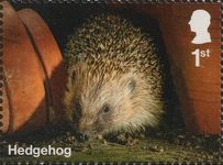 Hedgehog