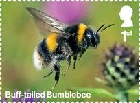 Buff-Tailed Bumblebee