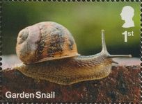 Garden Snail