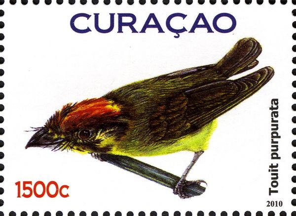 Sapphire-rumped Parrotlet (Touit purpuratus) (see Descriptio