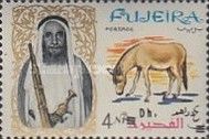 Onager (Equus hemionus onager)