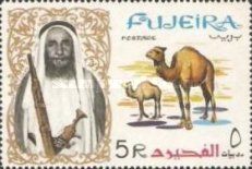 Dromedary (Camelus dromedarius)