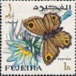 Arabian Wall Brown (Pararge felix)