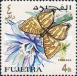 Lycaenid Butterfly (Spindasis scotti)