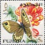 Nymphalid Butterfly (Parage sp.)