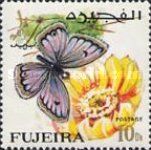 Arabian Giant Cupid (Lepidochrysops arabicus)