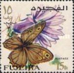 Nymphalid Butterfly (Eumenis tewfiki)