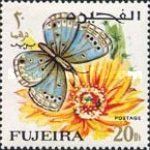 Lycaenid Butterfly (Euchrysops philbyi)