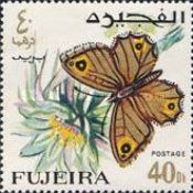 Arabian Wall Brown (Pararge felix)