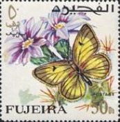 African Clouded Yellow (Colias electo) - Male