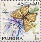 Lycaenid Butterfly (Spindasis scotti)